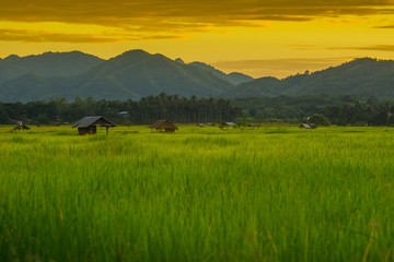 asian rice fields and farmer hut in evening winter, cultivation in the Thailand country.