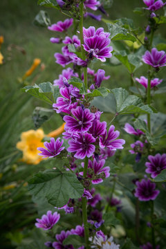 Roadside flowers