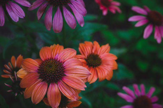 Wildflowers