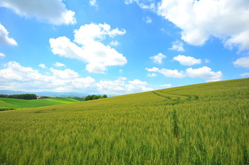 Fototapeta premium Green Fields in Biei, Hokkaido, Japan