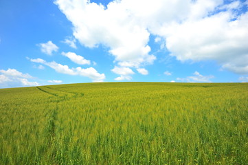 Green Fields in Biei, Hokkaido, Japan