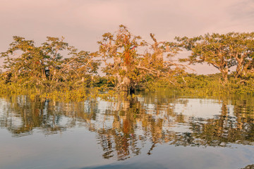 Fototapeta na wymiar Mangroves Trees Growing In Amazonian Fores