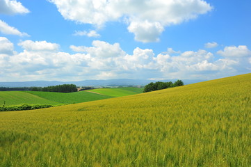 Green Fields in Biei, Hokkaido, Japan