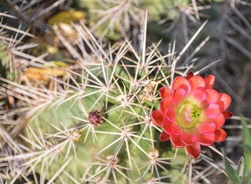 Desert Botanical Garden, Phoenix