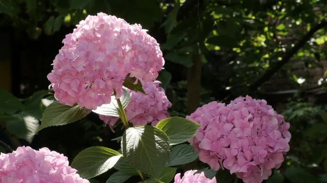 Pink flowers of Hydrangea macrophylla in the garden 4K 2160p 30fps UltraHD footage - Close-up Hydrangeaceae family Hortensia plant and bud 3840X2160 UHD video 