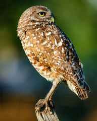 Burrowing Owl Profile Right