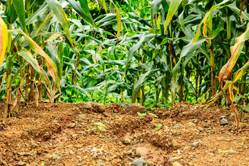 Corn area in the garden