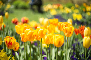 Obraz premium tulips