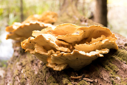 Closeup of large mushrooms, Chicken of the Woods (Laetiporus) grow on a felled log in the forest