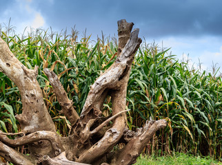 root dry in the garden