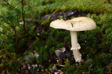 Mushroom Alaska Temperate Rain Forst 