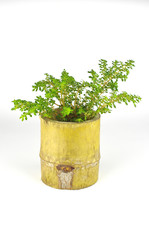 tree pot from forest