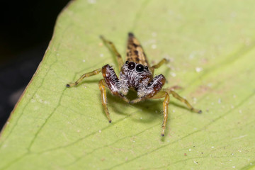 Female jumping spider (Bavia sp.) on a leaf
