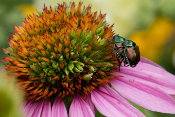 Purple Cone Flower with Japanese Beetles Mating