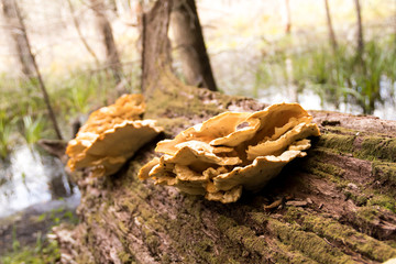 Large mushrooms, Chicken of the Woods (Laetiporus) grow on a felled log in the forest