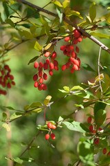 Obraz premium Berberis vulgaris ripe berries