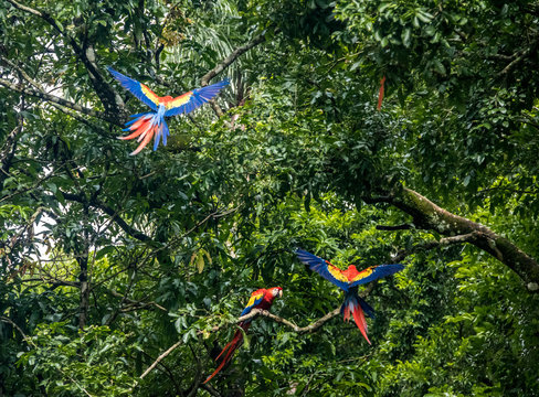 Fototapeta Scarlet Macaws Flying - Copan, Honduras