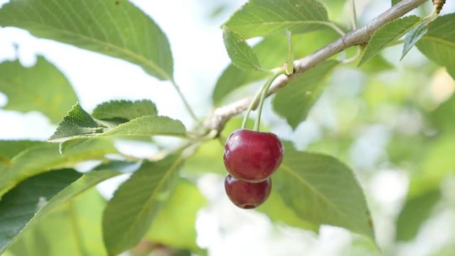 Pair of Prunus cerasus tasty fruit on the tree branch close-up 4K 2160p 30fps UltraHD video - Organic food in nature sour cherry product hanging 3840X2160 UHD footage 
