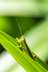 Grasshopper on green leaf