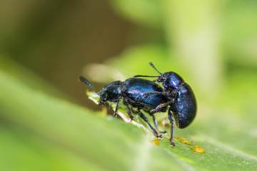 sex of little insects on a leaf close up
