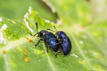 sex of little insects on a leaf close up