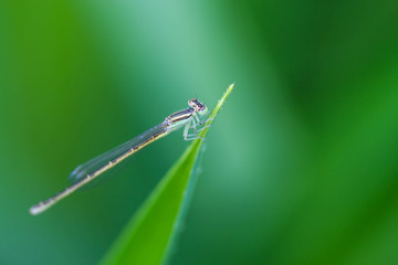 damsel Flies on green leaf