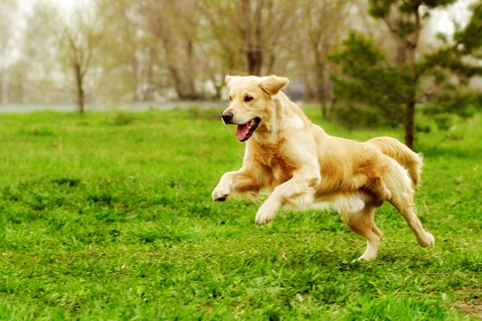 Beautiful happy dog Golden Retriever running around and playing