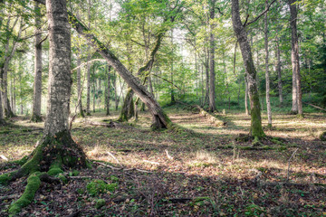 Sunrise at grove forest