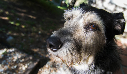 Fototapeta premium Suspicious dog in the street