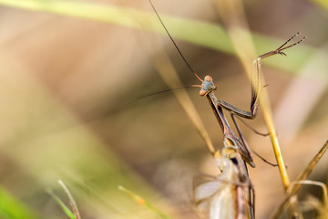Detail on a Brown variant of a Mantis religiosa - common name pr