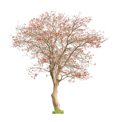 Beautiful blooming red coral tree