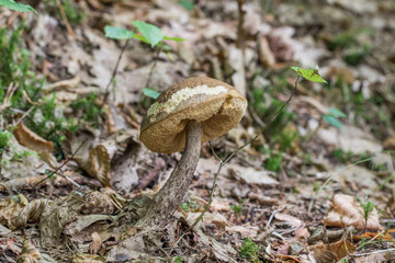 Fototapeta premium Common mushroom Leccinum griseum an hornbeam forest