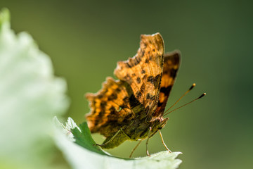 The Comma (Polygonia c-album) resting on leaf
