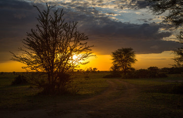 Serengeti Sunset