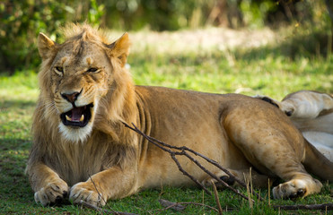 Adolescent Lion (17:11)