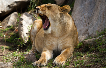 Naklejka premium Lioness Yawning
