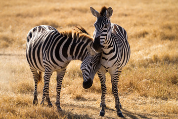 Obraz na płótnie Canvas Zebra Couple