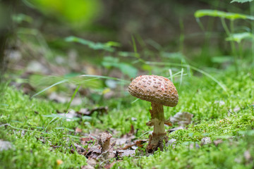 Obraz premium The blusher (Amanita rubescens) in green moss