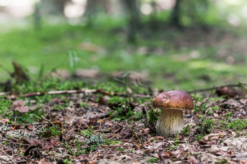Penny bun, cep, porcino (Boletus edulis) in summer forest