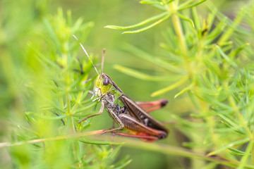 Grasshopper Stenobothrus lineatus hidden in the grass
