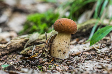 Summer cep (Boletus reticulatus) an oak forest