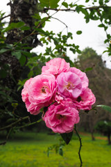 Rose flower in nature