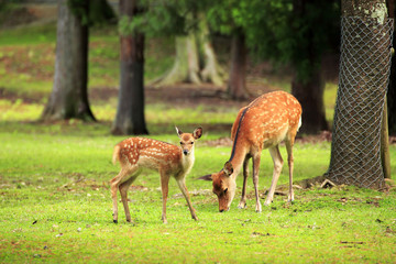 Naklejka na ściany i meble Deer in the Nara Park