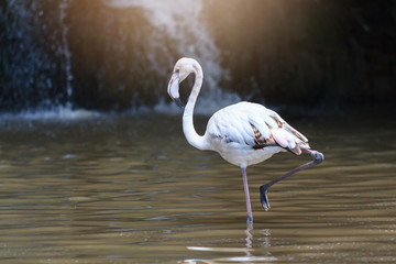 Flamingos standing in the pond