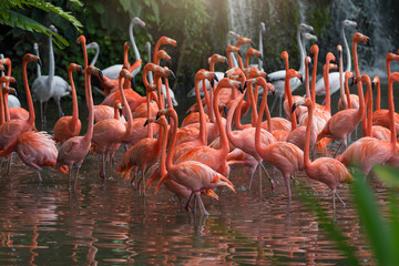 Flock of Pink flamingos standing in water