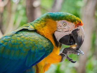 BLUE YELLOW MACAW