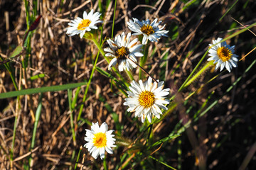 Bunch of flowering white daisies