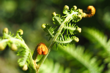 Leaves and vines