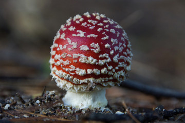 Red toadstool