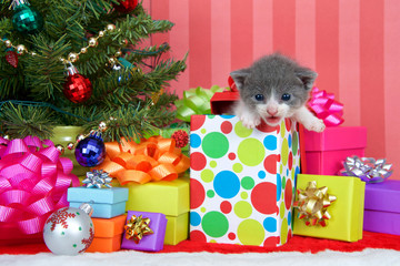 Adorable gray and white tabby kitten three weeks old climbing out of a festive Christmas present with piles of colorful boxes under a tree with ribbons and bows.